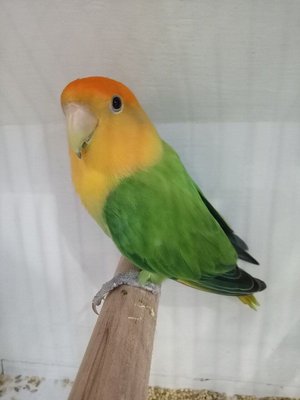 African Love Birds | Opaline