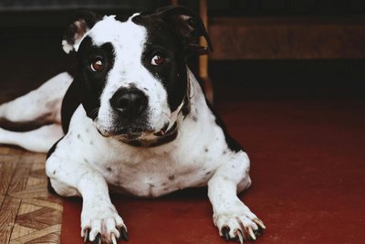 American Bully Standard Size Puppy