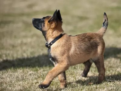 Belgian Malinois Puppy