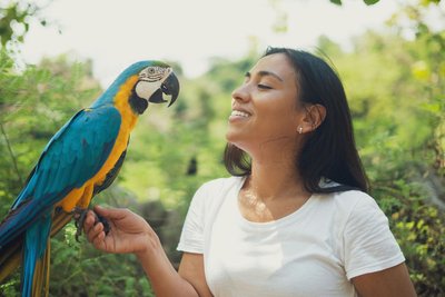 Blue & Gold Macaw