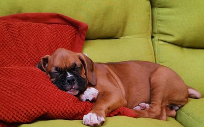 Boxer Puppy