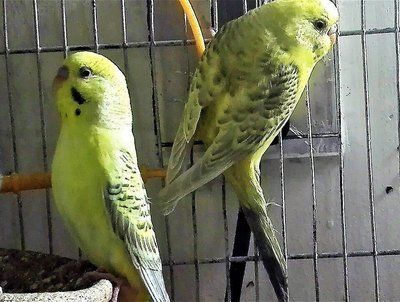 Budgies | Fallow