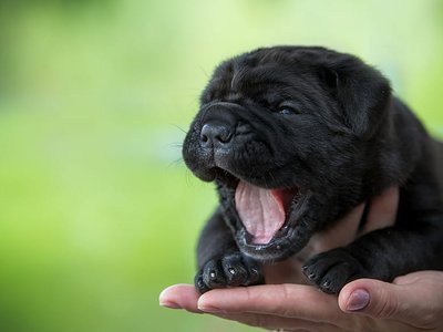 Cane Corso Puppy