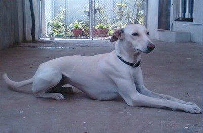 Chippiparai Puppy
