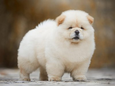 Chow Chow Puppies