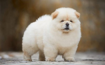 Chow Chow Puppies
