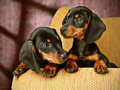 Dachshund Puppy