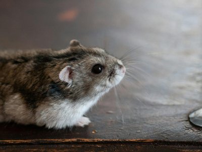 Dwarf Hamster Babies | Adults