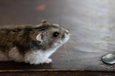 Dwarf Hamster Babies | Adults