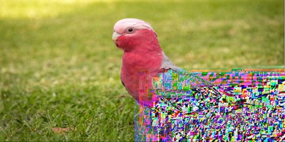 Gallah Cockatoo