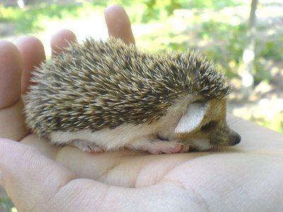 Hedgehogs Babies & Adults