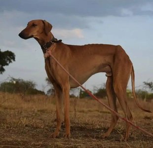 Mudhol Hound Puppy