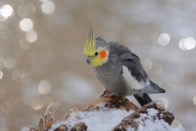 Grey Cockatiel
