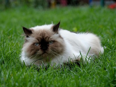 Himalayan Kitten