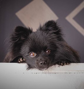 Pomeranian Puppy | Black