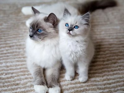 Ragdoll Kitten