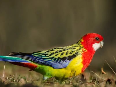 Rosella Bird