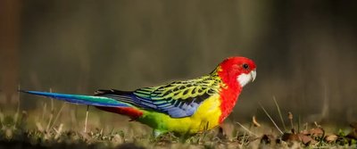 Rosella Bird