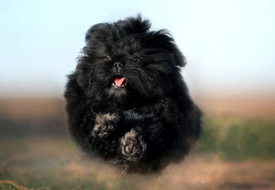 Shih Tzu | Pure Black