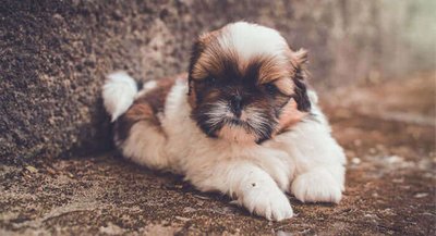 Shih Tzu Puppy Brown & White